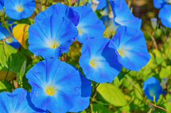Heavenly Blue Morning Glory (Ipomoea tricolor) – Vibrant Sky Blue Climbing Vine