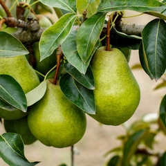 8 Kieffer Pear Scion Wood Cutting - 10-12", Pyrus calleryana, Hardy Fruit Tree, Ideal for Rooting or Grafting, Fruit Tree Propagation