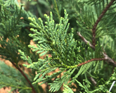 15 Leyland Cypress Tree Unrooted Cuttings 6-7" | Cupressus × leylandii, Privacy Hedge, Fast-Growing Evergreen