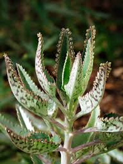 1 Mother of Thousands Plant (Kalanchoe) - Rooted Small Plant, Easy Care Succulent, Unique Indoor Plant, Fast-Growing, for Succulent Garden