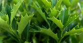 1 Oak Leaf Holly Unrooted Cutting | Ilex Latifolia | Evergreen Shrub for Gardening | Hardy Holly Cutting for Planting