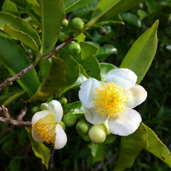 5 Tea Shrub Seeds (Camellia sinensis), Black, White, Green Tea Leaf Tree Plant, Grow Your Own Tea, Organic, Perfect for Garden or Home