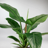 Imperial Green Philodendron, Live Tropical Plant, 4 Inch Pot, Indoor Outdoor Houseplant