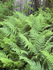 3 Leatherwood Ferns (Dryopteris marginalis), Premium Native Woodland Bare Root Plants
