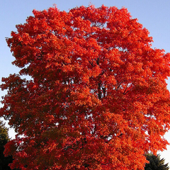 Red Maple Tree Cuttings, Acer rubrum, 12 Live Clippings, Color-Changing Foliage, USDA Zones 3-9, Wildlife Habitat