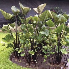 Colocasia esculenta Starter Plant, Elephant Ear, Tea Cup Variety, Small Rooted Plant