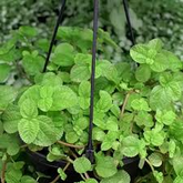 1 Creeping Charlie Friendship Plant - Live Plant, Pilea Nummulariifolia, Ground Cover, Easy Care, Indoor Outdoor, Unique Trailing Vine