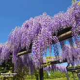 10 Hardy Purple Wisteria Unrooted Cuttings 6" - Wisteria Sinensis for Garden, Vines, and Pergolas