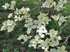 10 Flowering Dogwood Seeds | Cornus florida | Ornamental Tree for Landscaping & Wildlife Gardens | Non-GMO Spring Blooms