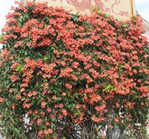 1 Bignonia "Tangerine Beauty" Crossvine Rooted Starter Plant | Bignonia capreolata | Fast-Growing Vine for Garden & Trellises