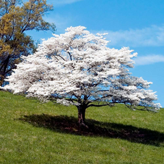 6 Unrooted Cuttings WHITE Dogwood Tree Heirloom (Cornus florida) - 6 Inches, Ornamental Tree, Hardy, Perfect for Gardens & Landscaping