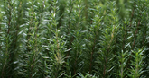 15 Organic Rosemary Herb Plant Cuttings, Rosmarinus Officinalis, Unrooted 10" Each, Fresh Culinary Herb for Propagation, Easy to Grow