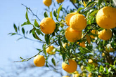 Citrus junos Cuttings - 4 Count - Yuzu - Cold Hardy Citrus - Fragrant Fruit