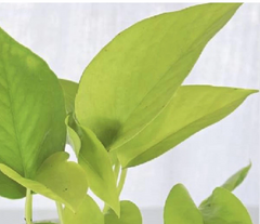 2x 10” Rooted Pothos Cuttings | Neon Golden Queen Jade Philodendron Plant | Easy Care Houseplant, Indoor Vine, for Decor & Propagation