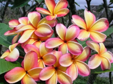 'Lei Rainbow' Plumeria Cuttings, 9-12 Inch Fresh Cuttings, Fragrant Tropical Plant, USDA Zones 10-12