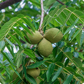 20 Black Walnut Seeds - Juglans nigra | Hardy Perennial Nut Tree | Shade-Giving Tree for Northern Landscapes & Orchards