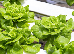 Buttercrunch Butterhead Lettuce Seeds – 1g for Planting, Heirloom Variety, Tender & Sweet, Cold Hardy, High Yield, Garden Container