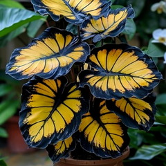 25+ Sunburst Calathea Seeds - Rare Tropical Houseplant - Exotic Foliage for Indoor & Outdoor Gardens - Easy to Grow Air Purifying