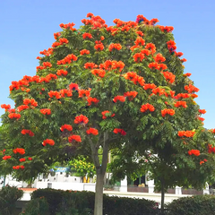 10 African Tulip Tree Seeds (Spathodea campanulata) – Exotic Blooms, 50 Ft Tall, Zones 10-12