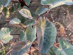1 Colocasia esculenta ‘Tropical Storm’ - Elephant Ear Bare Root Live Plant 10” - Exotic Foliage