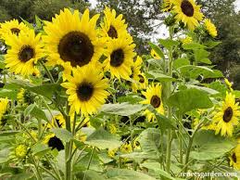 100 Sunflower Seeds - Lemon Queen | Helianthus annuus | Non-GMO, Cut Flower, Branching, Multiple Blooms, Pollinator Favorite