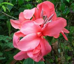 1 Canna Lily Pink Magic Bulb - Dwarf Tropical Plant, Fast-Growing, Deep Pink Blooms, Perfect for Gardens, USDA Zones 8-11