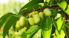 Kiwi Prolific Vine Small Starter Plant | Self-Pollinating & Easy to Grow | Cold Hardy | Smooth-Skinned Fruit | Zones 4-8