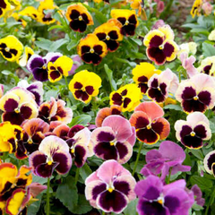 100 Seeds Pansy Mix Pastels Viola Edible Flowers, Cool Weather, Non-GMO, Vibrant Colors, Ideal for Containers & Gardens, Easy to Grow