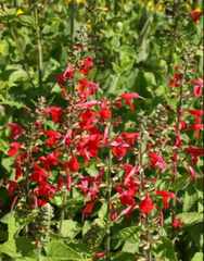 500 Seeds Red Scarlet Sage Salvia, Hummingbird Flowers, Non-GMO Annual & Perennial, Vibrant Garden Plants, Easy to Grow