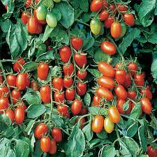 Juliet Tomato Seeds (F1 Hybrid) - Non-GMO - 60 Days to Maturity - Sweet & Crack-Resistant - USDA Zones 3-10 - Perfect for Salads & Sauces