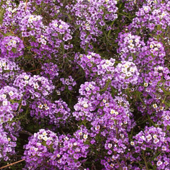 1000 Alyssum Seeds - Sweet Dwarf Royal Carpet | Lobularia maritima | Ground Cover, Non-GMO, Fragrant, Perennial, Purple Blooms