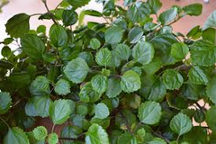 4 Swedish Ivy Cuttings - Plectranthus Creeping Charlie - 5”+ Houseplants, Easy Care, Trailing Foliage, Ready to Root