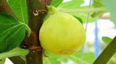 100+ White Marseilles Fig Seeds – Grow Ficus carica Sweet Heirloom Figs for Garden & Home