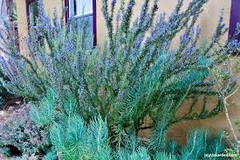 Lot of 2 Rosemary Cuttings - Live Plants, 5-8” Rooted Bare Root