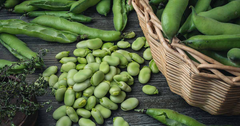 5 Seeds Fava Bean - Vicia faba | Heirloom Bean for Planting, Gardening & Culinary Use | Nutrient-Rich, Versatile Legume