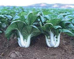 Dwarf Pak Choi Baby Bok Choy Seeds – 500mg for Planting, Heirloom Variety, Tender & Crisp, Fast Growing, Cold Hardy, Garden Container