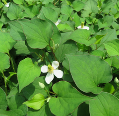 20 Live Bare Root Fish Mint Plants | Houttuynia Cordata | Asian Herb Diếp Cá | Medicinal & Edible | Fast-Growing