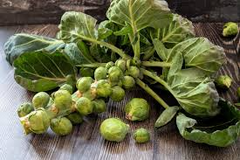 500+ Mighty Brussels Sprouts Seeds – High-Yield, Cold-Hardy Variety for Garden
