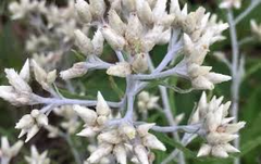Sweet Everlasting Seeds – Pseudognaphalium – 30mg for Planting, Native Dried Flower, Fragrant White Blooms, Great for Pollinator Gardens