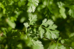 Leisure Cilantro Seeds | Heirloom - Non-GMO | 125 Seeds | Slow to Bolt | Culinary Herb | USDA Zones 3-9 |