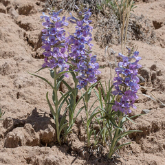 Narrowleaf Penstemon Seeds – Penstemon angustifolius – 100mg for Planting, Native Wildflower, Drought Tolerant, Pollinator Perennial