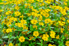 500 Creeping Zinnia Seeds - Ground Cover, Rock Garden, Low Maintenance, Vibrant Blooms, Zinnia angustifolia, Ideal for Landscaping