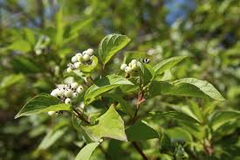 1 Cornus sericea Red Osier Dogwood Shrub - Live Bare Root Plant 18"-24" for Zones 3-8