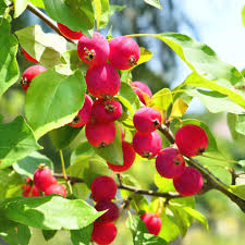 Dolgo Crabapple Seeds - 25+ Pink Glow Tree Seeds - USA Grown - - Spring Blooms - Edible Fruit - Wildlife Friendly