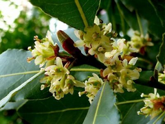 5 Laurus Nobilis Bay Leaf Laurel Seeds - Rare Tropical Tree, USA Seller, Aromatic Evergreen