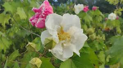 1 Tri-color Confederate Rose Hibiscus mutabilis Rooted Plant - Hardy Perennial, Pink, White, Red, Unique Blooms, Shrub for Garden