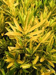 1 Codiaeum Variegatum ‘Sunny Star’ – Croton Bare Root Live Plant 7-10” Tall – Vibrant Tropical Foliage