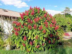 Brazilian Red Cloak 7 Fresh Cuttings – Easy to Root Exotic Shrub