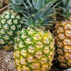 Queen Pineapple Seeds - 15+ Tropical Fruit Seeds - USA Grown - - Sweet Compact Fruit - Container Friendly - Home Garden
