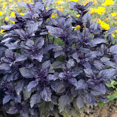 1000 Seeds Dark Opal Basil (Ocimum basilicum) – Aromatic, Colorful Herb for Cooking & Gardens